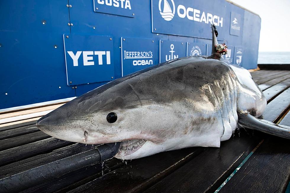 A 10-Foot, 500-Pound White Shark Spotted Off Coast of Portland
