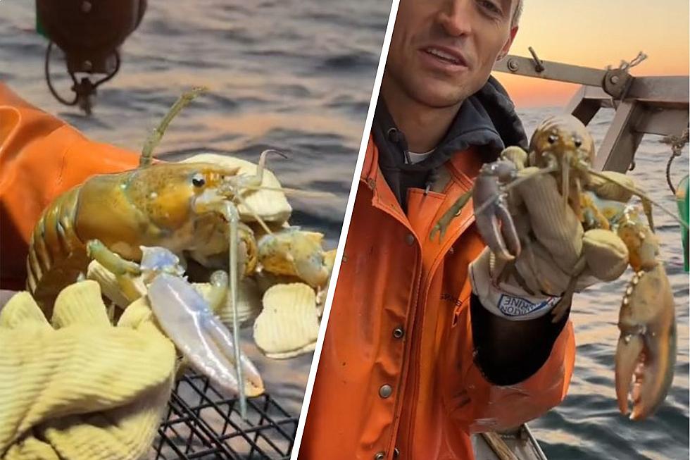 Could This Maine Lobster Really Be a One Out of 100 Million Catch?