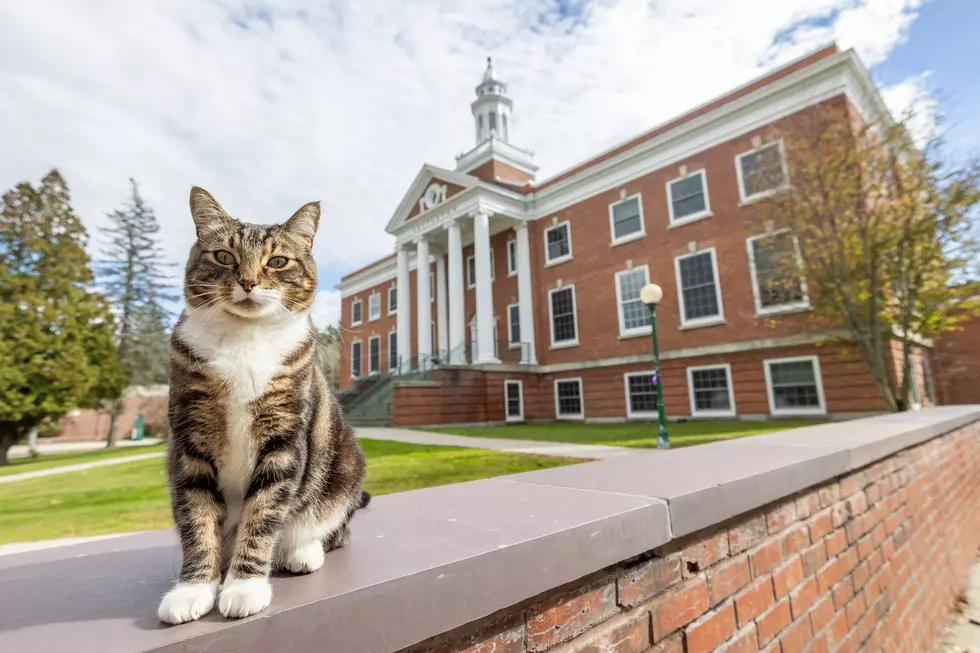 Call Him Dr. Max: This Vermont Cat Just Earned an Honorary University Degree