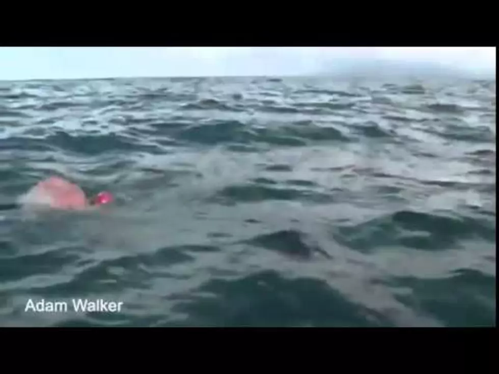 Check Out These Dolphins Protecting Swimmer Adam Walker From a Shark [VIDEO]
