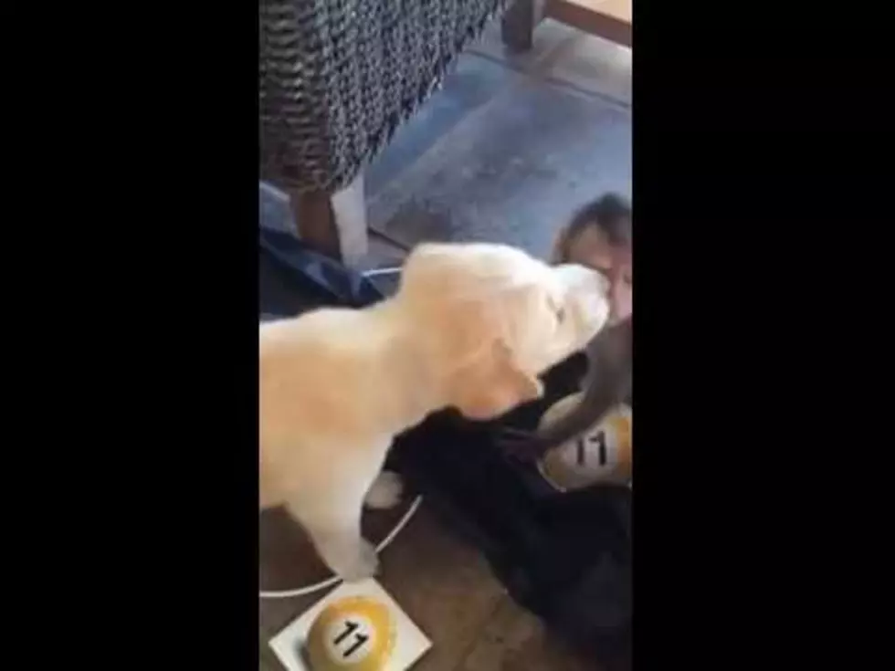 Puppy and Baby Monkey Meet in Quite Possibly the Cutest Video Ever [VIDEO]