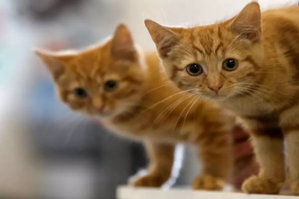 Kitten Therapy Will Relieve All Of Your Stress [VIDEO]