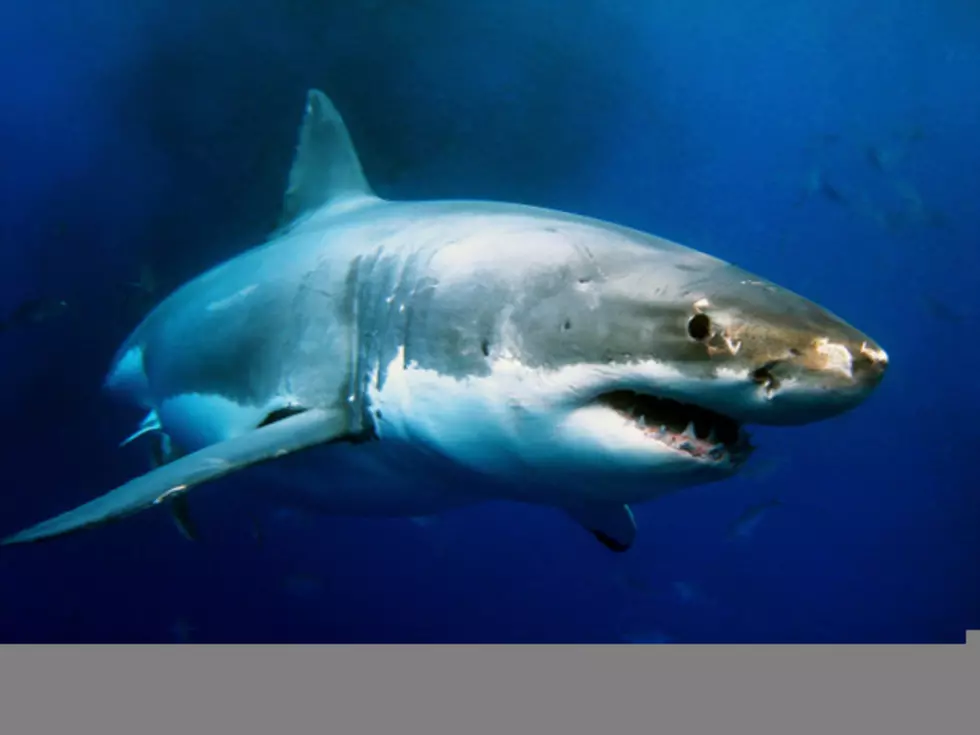 Sharks May Be To Blame For Internet Outages [VIDEO]
