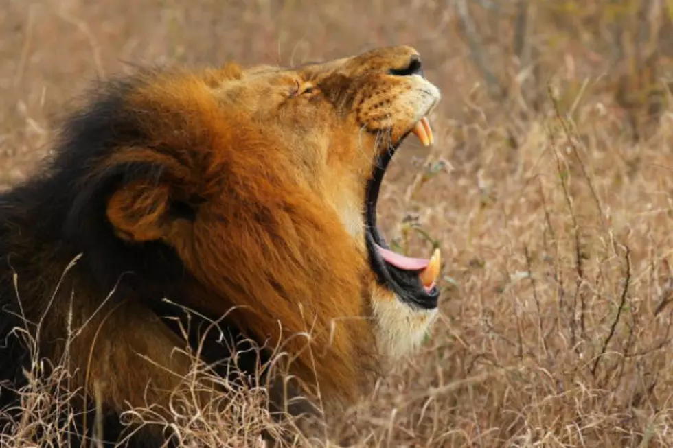 African Safari Guide Freaks Out And Leaves Tourist Group Behind [VIDEO]