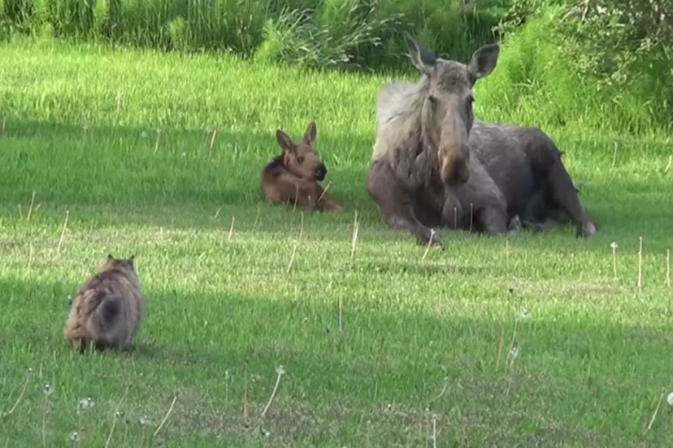 Check Out This Game Of Cat And Moose [VIDEO]