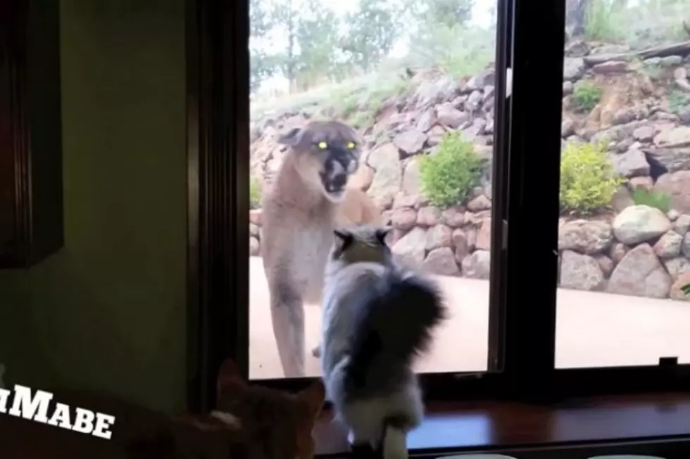 Brave House Cat VS. Mountain Lion [VIDEO]