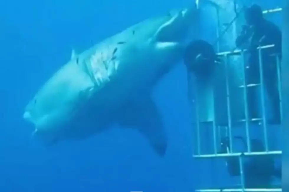 Insane Scientist High Fives ENORMOUS Great White Outside Of Shark Cage [VIDEO]