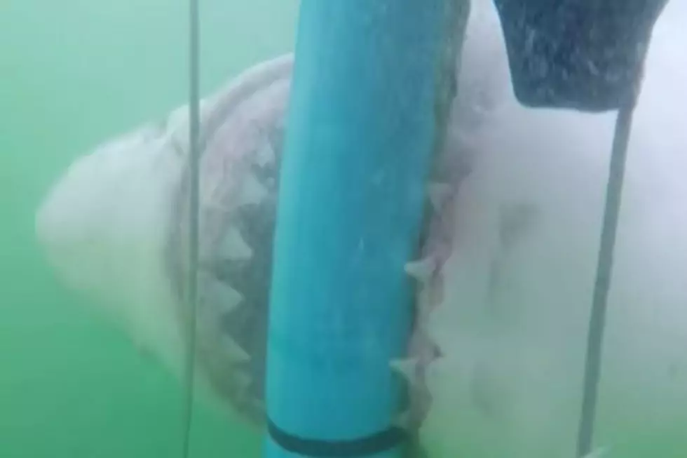 Enormous Shark Attacks Cage Divers [VIDEO]