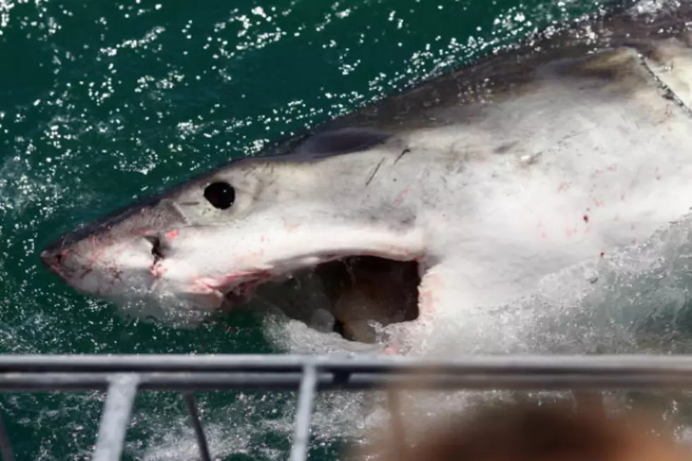 Great Advice On How To Avoid Being Eaten By A Shark [VIDEO]
