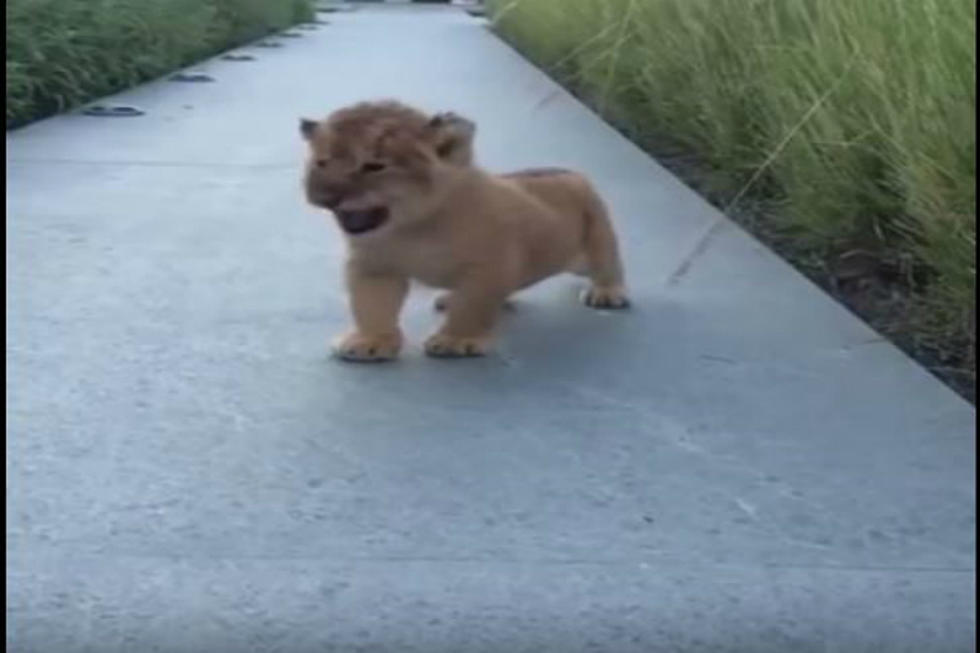 Baby Lion Trying To Roar Is The Cutest Thing You’ll Ever See [VIDEO]