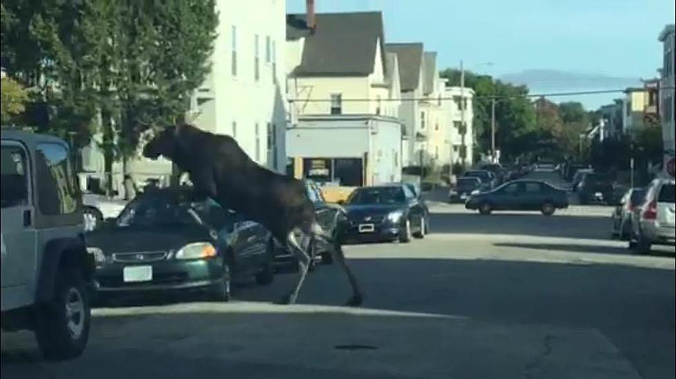 Video of Moose in Manchester Running Through Streets, Yards and Hurdling Cars