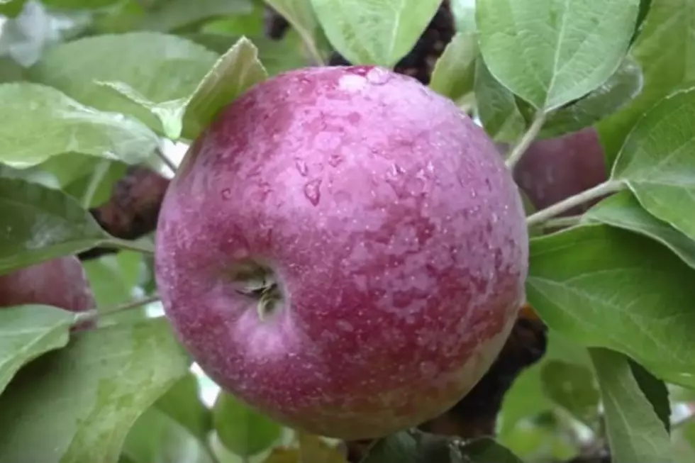 The Best New England Apple That You&#8217;ve Probably Never Heard Of