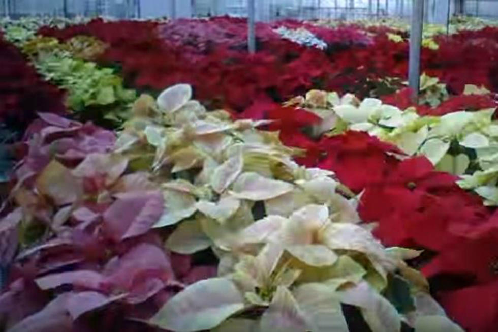 Poinsettia Open House At UNH December 10th-12th