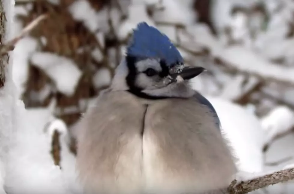 Why Are NH Blue Jays So Fat in the Winter?
