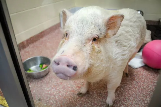 Missy The Pot-bellied Pig Needs A Good Home