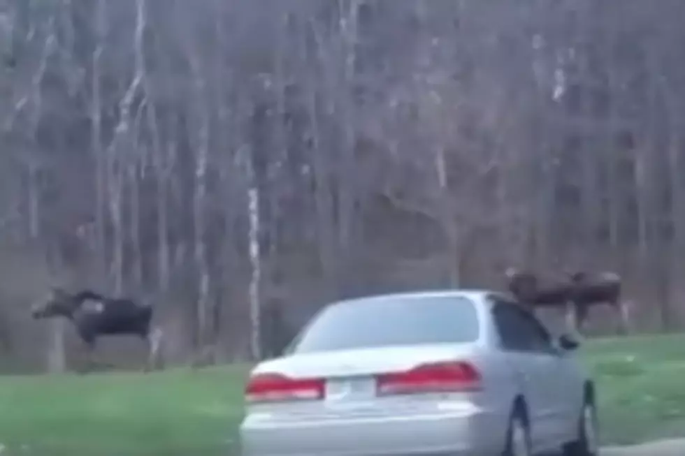 Hooksett Woman Returns Home to Find Three Moose in Her Yard [VIDEO]