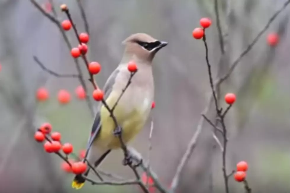 When Cedar Waxwings Attack! Birds Strip Local Tree in Minutes [VIDEO]