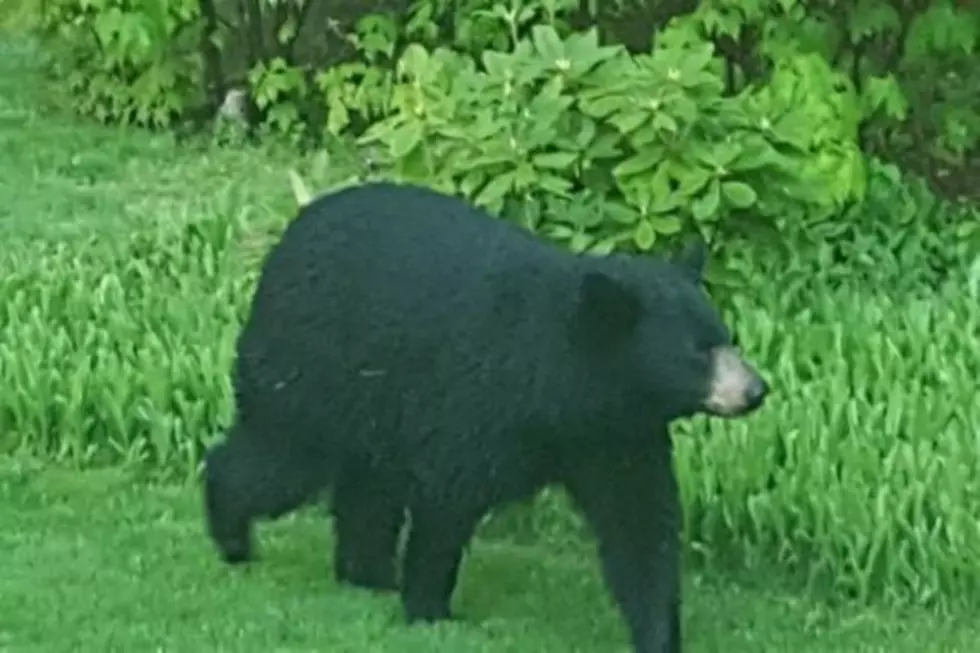 Black Bear Spotted In Manchester Neighborhood