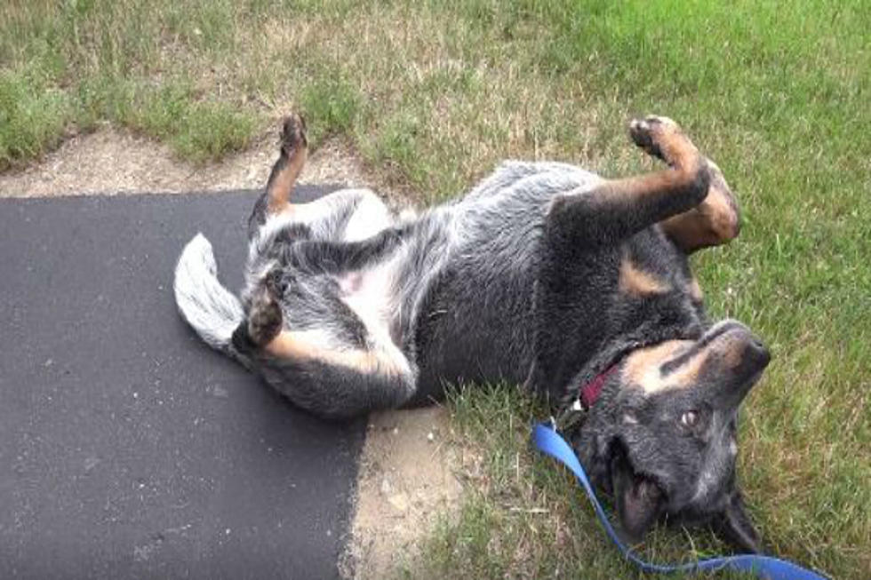 Boomer The 9-Year Old Australian Cattle Dog Needs A Forever Home