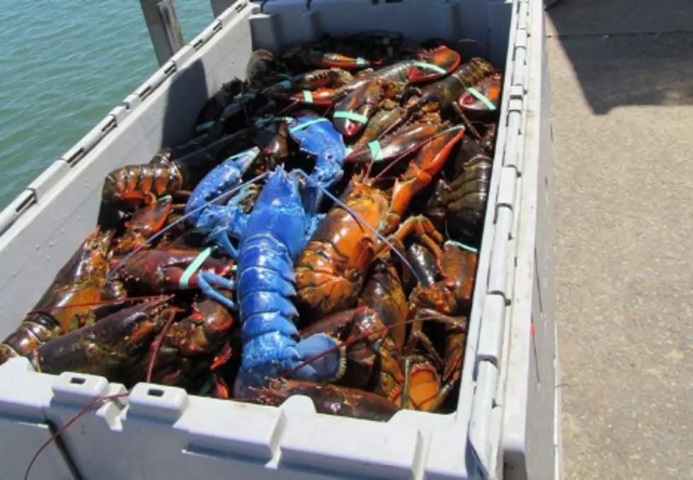Lucky Lobsterman From Mass Catches His Second Blue Lobster