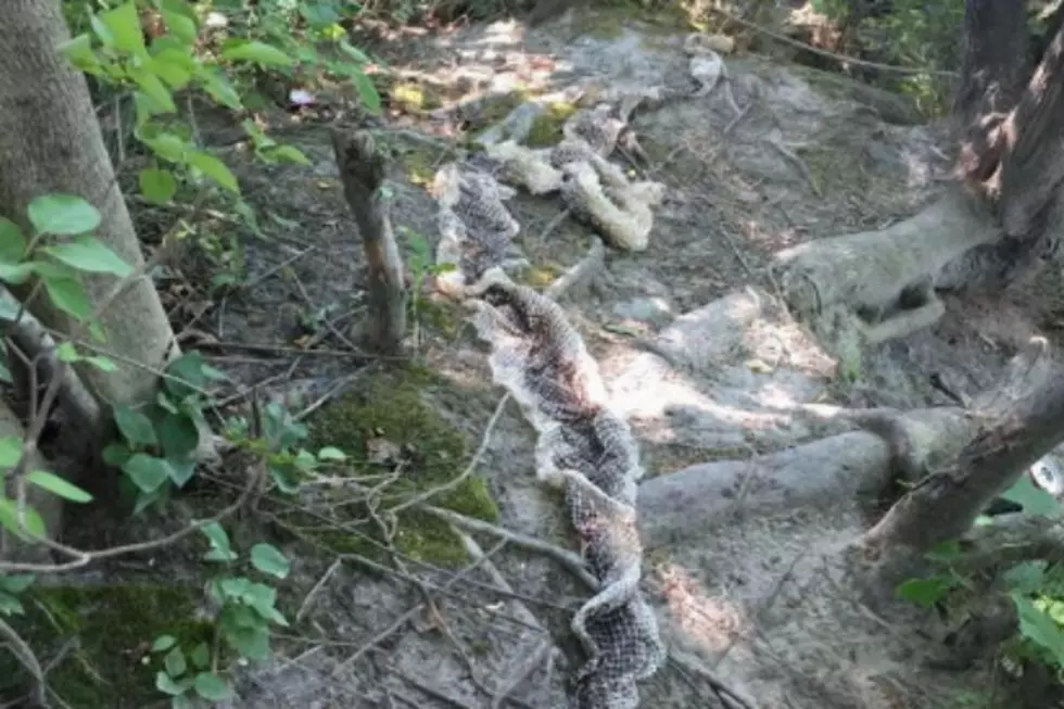 Only In Maine: Gigantic Snake Skin Found in Westbrook