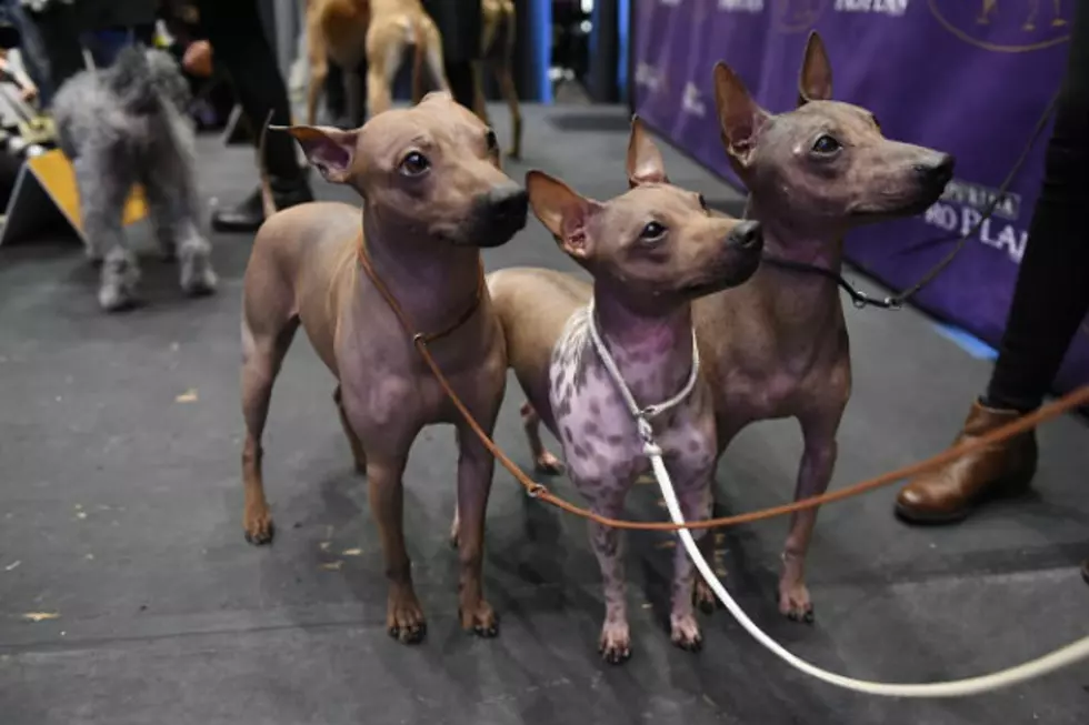 Three New Breeds at Tonight&#8217;s Westminster Dog Show!