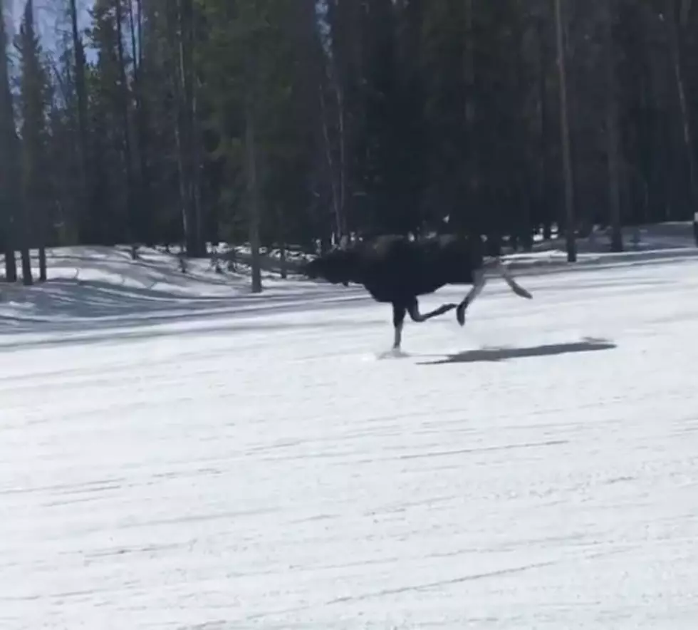 Ever Been Chased By A Moose While Snowboarding Down A Mountain?