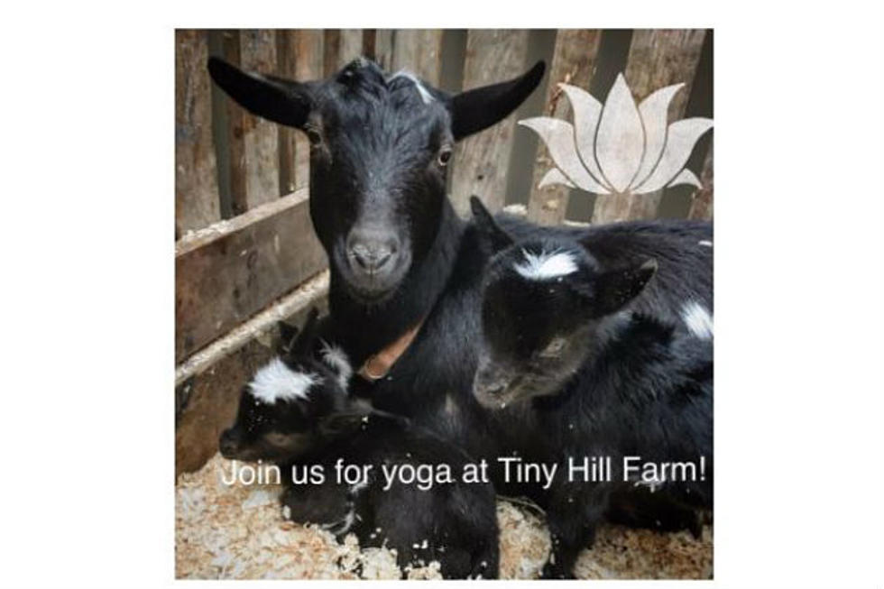 Goat Yoga is a Thing, and You Can Do It at This NH Farm in Milton Mills!