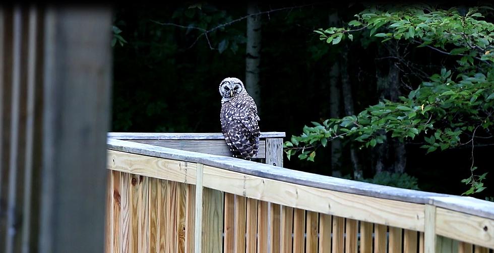 This Owl Accidentally Went For A Dip In My Pool