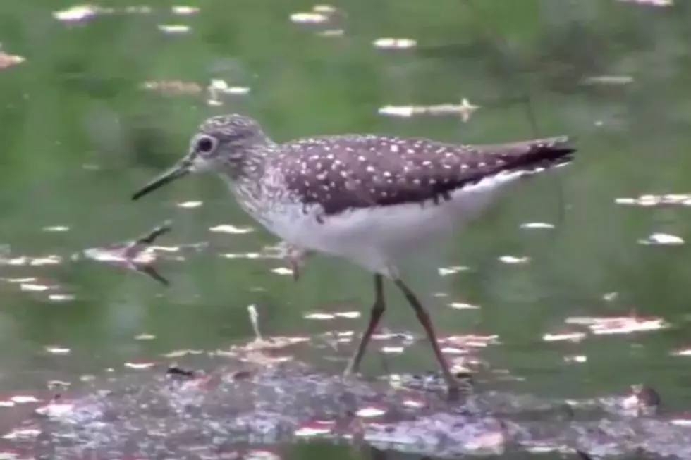 It&#8217;s Sandpiper Season! What Kind of Piper Are You Peeping?