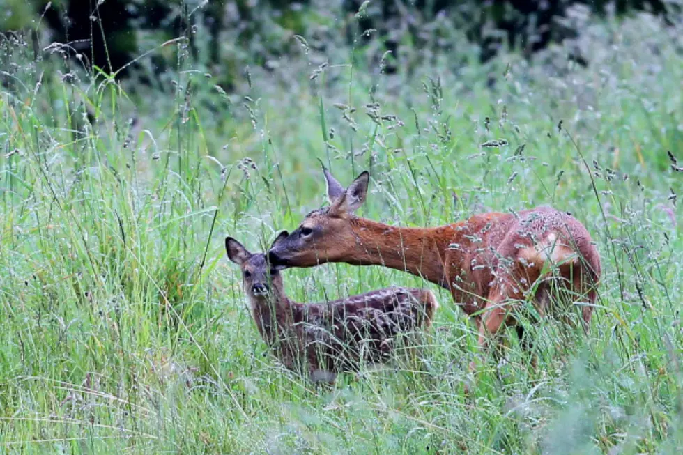 Leave the Fawns Alone! NH Fish and Game Issues Bambi Warning