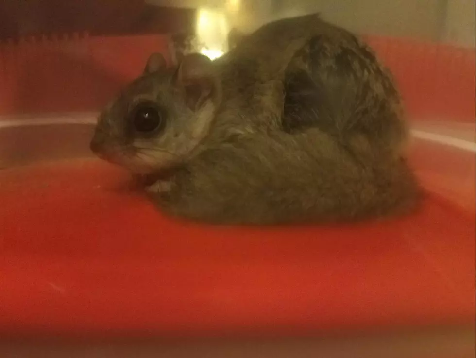 This Little Flying Squirrel is a Nuisance But So Darn Cute