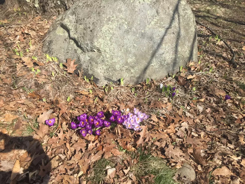 Here&#8217;s How You Can Tell Winter Is Over and That NH Is Truly on Its Way to Spring