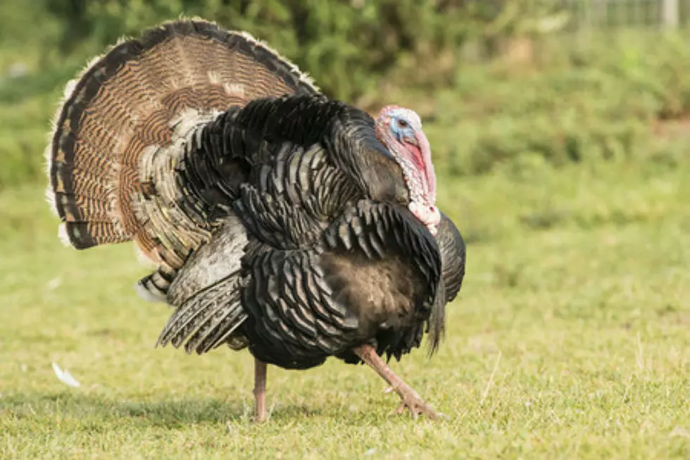 Only in New Hampshire: State Needs Help Counting Wild Turkeys
