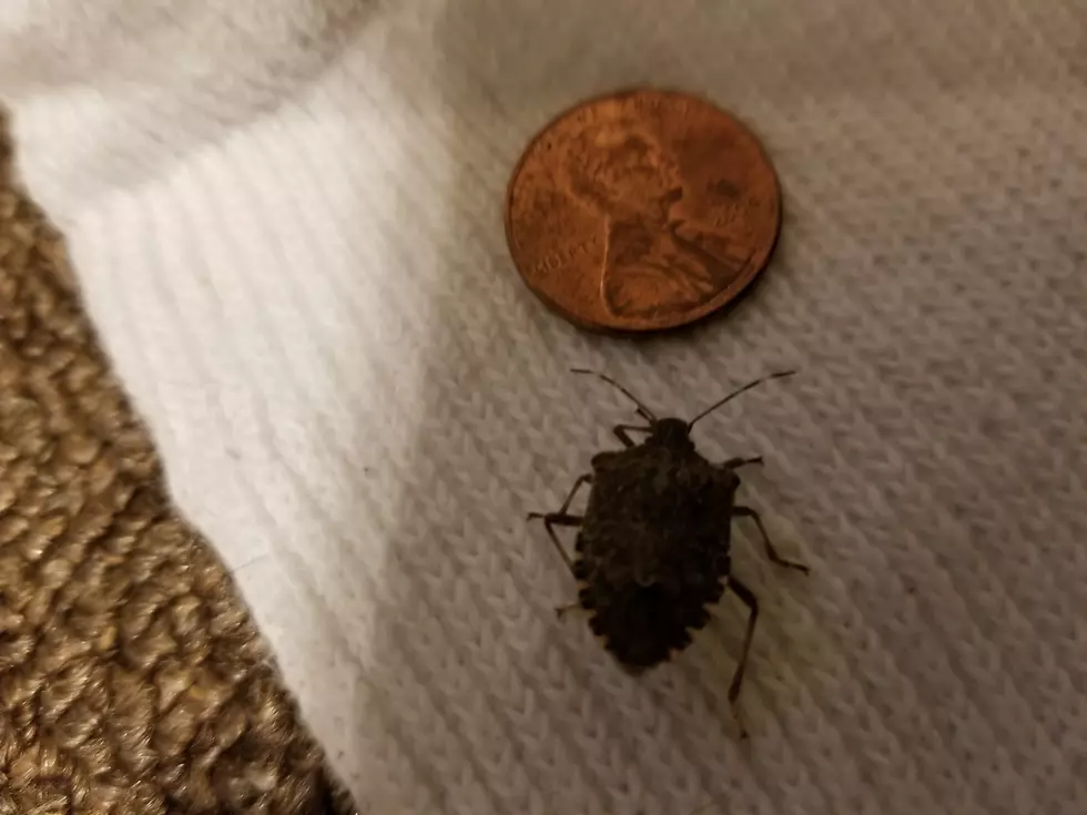 Some Stinkbugs Are BENEFICIAL to NH Gardens?