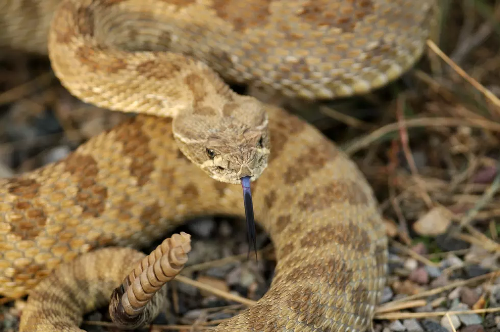 Huge Native Rattlesnake Found, Captured in Hooksett NH