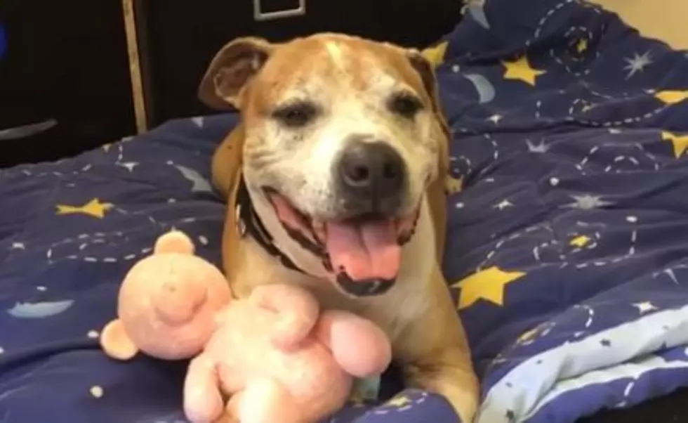 Mel the NH Pitbull Mix is So Chill AND You Can Adopt Her!