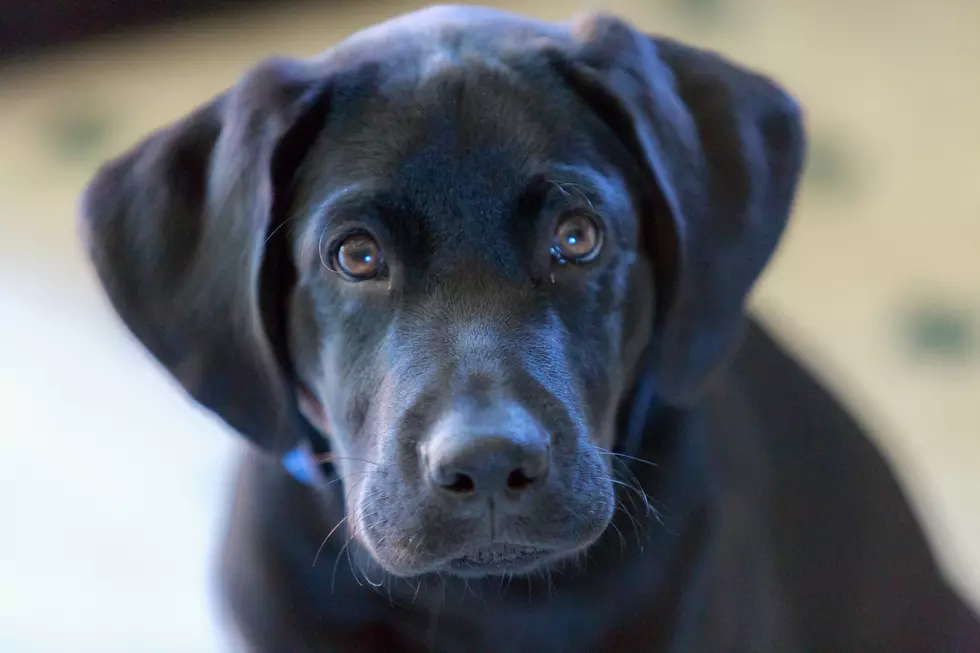 Keene Dog Breeder Must Post 100K Bond To Get Dogs Back