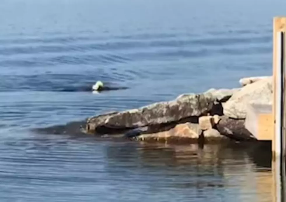 Video From Wolfeboro:  See This Majestic Eagle &#8230;. Swim?