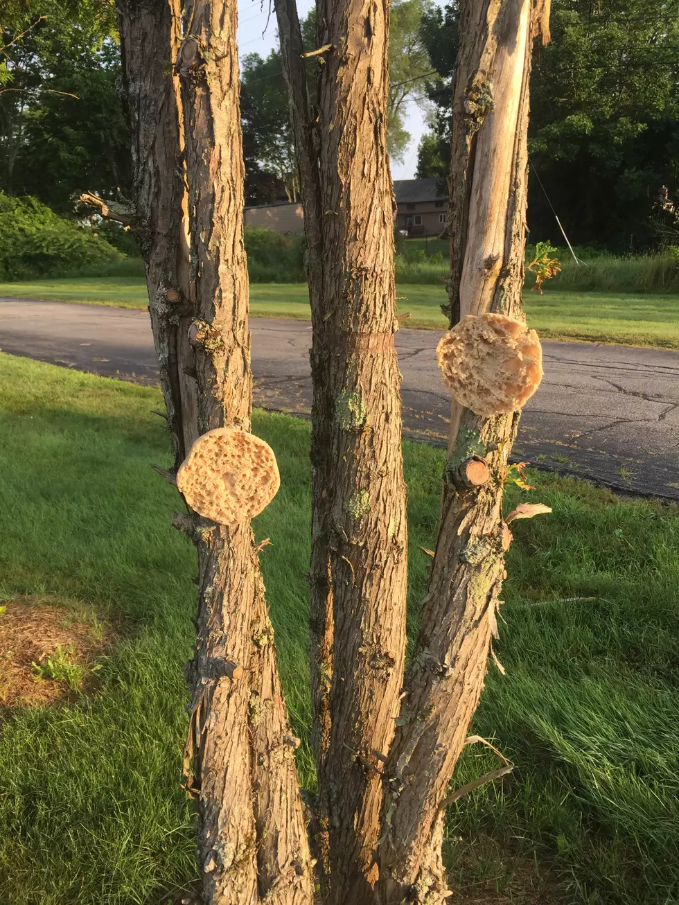 Weird Trend Of Stapling Bread To Trees Spotted in NH