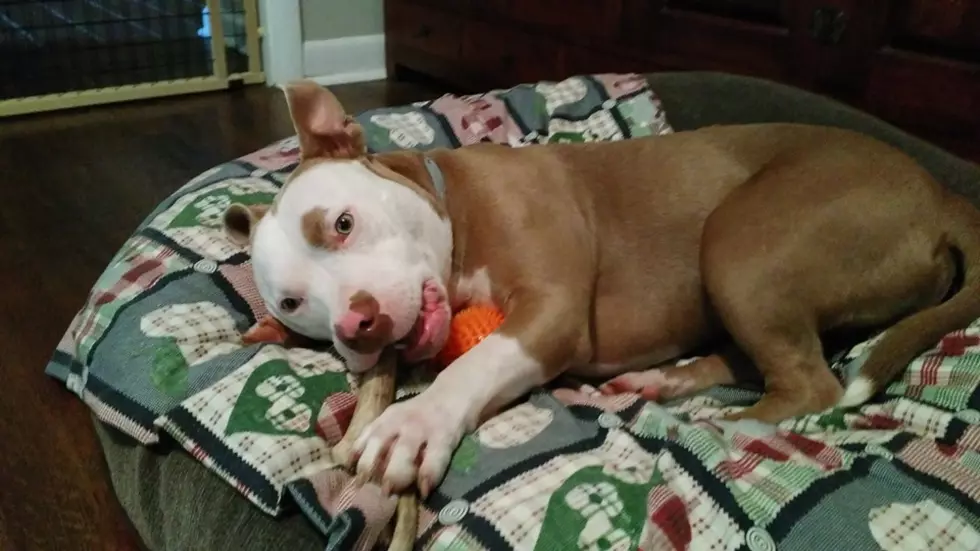 This Adorable Rochester Bully Mix Needs a Forever Home