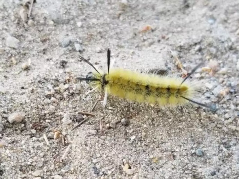 Don’t Touch: Cute NH Caterpillar Could Give You a Rash