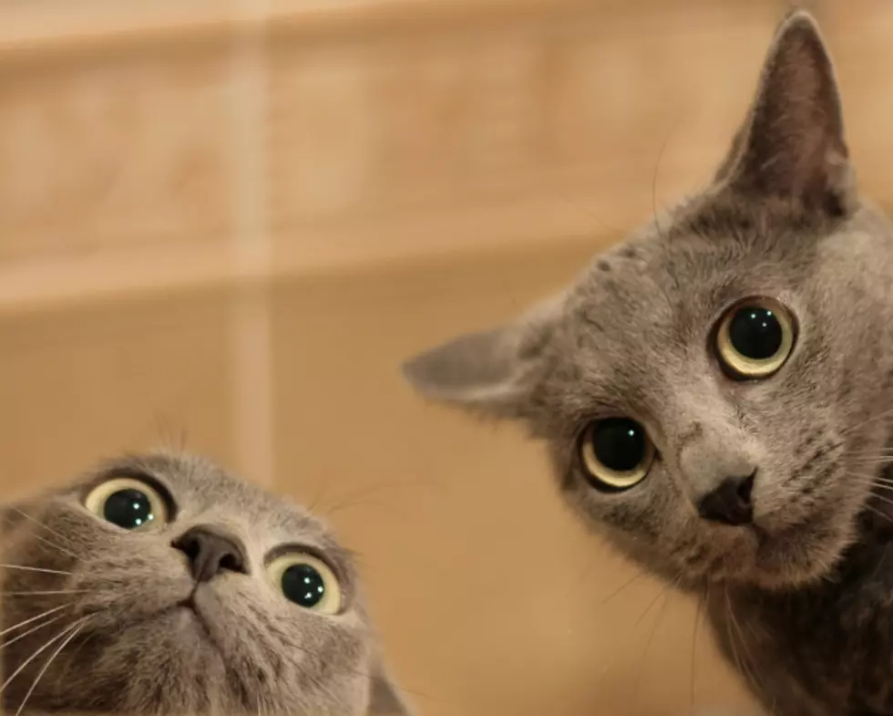 3 Purrfectly Solid Reasons Why Cats Are a Smidge Better Than Dogs