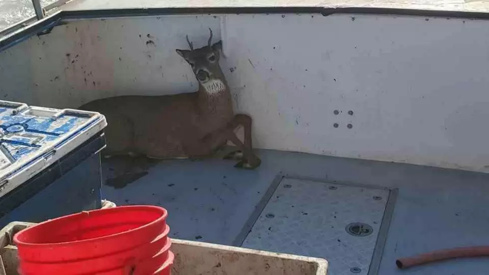 Live Deer Was Pulled From Ocean 5 Miles Off Maine Shore  