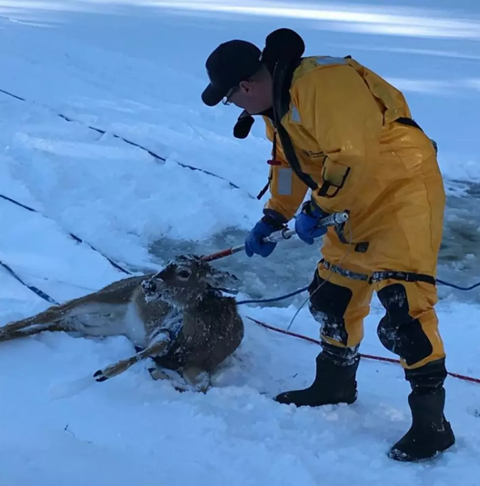 Fire Crew Save Deer Trapped In Frigid Massachusetts Waters