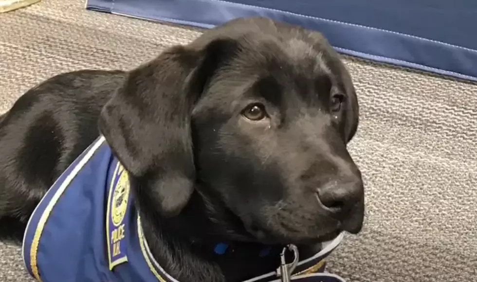 Adorable &#8216;Comfort Dog&#8217; From Hero Pups Joins Manchester Police Force
