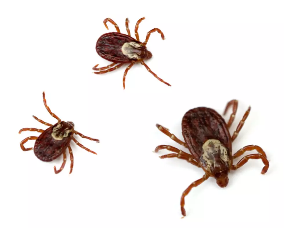 Recent Warm Temps May Have Woken Up Ticks in MA