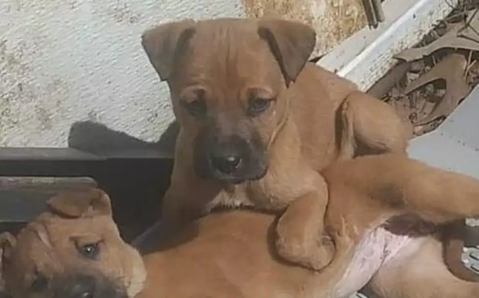 Farm Volunteers Working to Rescue Abandon Puppies in Chichester 