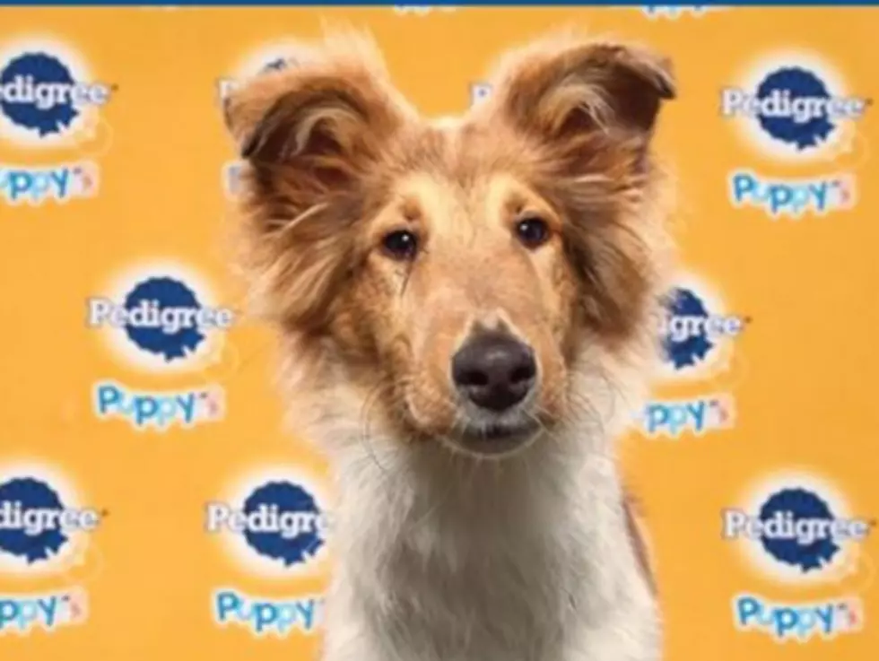 ‘Duncan’ From Maine Helps ‘Team Fluff’ Win The Puppy Bowl