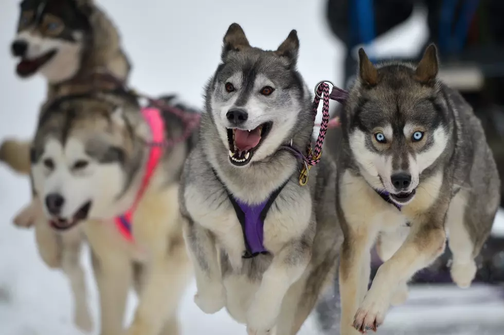 There's Not Enough Ice For The Tamworth Sled Dog Race This Year